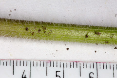 Chaerophyllum hirsutum