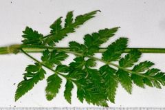 Chaerophyllum hirsutum