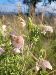 (c) Daniela Orsmond, some rights reserved (CC BY) Clematis villosa, photograph (c) Daniela Orsmond, some rights reserved (CC BY)