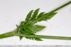 Chaerophyllum hirsutum