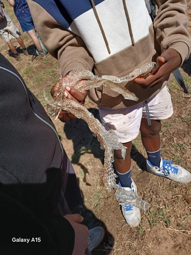 Mole Snake