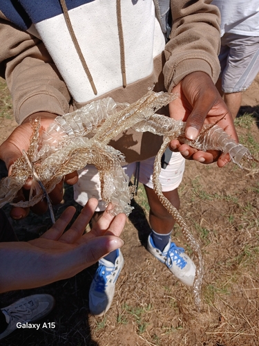 Mole Snake