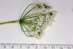 Chaerophyllum hirsutum