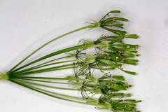 Chaerophyllum hirsutum