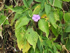 Ruellia breedlovei