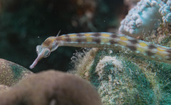 Corythoichthys flavofasciatus