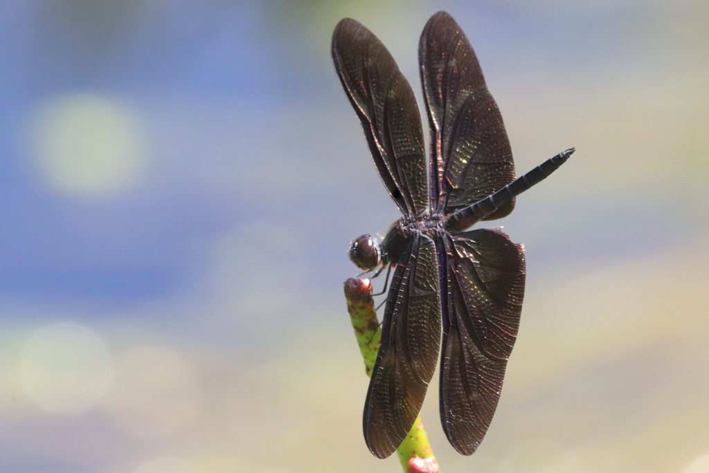 Black Jewel Flutterer (Rhyothemis aterrima)