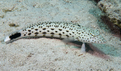 Parapercis hexophtalma