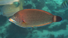 Pseudodax moluccanus