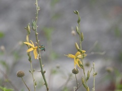 Echeandia breedlovei