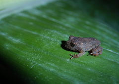 Proceratophrys moratoi