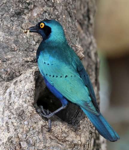 Greater Blue-eared Starling (Lamprotornis chalybaeus), photo 9