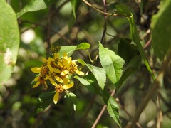 Bidens reptans