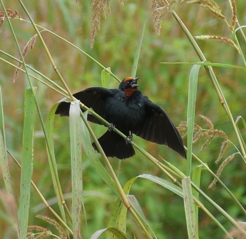 Chestnut-capped Blackbird