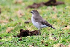 Muscisaxicola alpinus