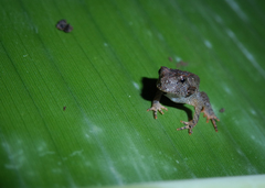Proceratophrys moratoi