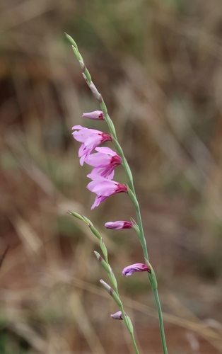 Spring Gladiolus (Gladiolus brachyphyllus)