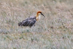Theristicus branickii