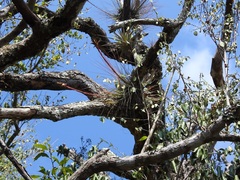 Tillandsia juncea