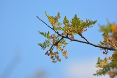 Bursera bipinnata