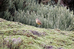 Grallaria quitensis
