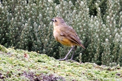Grallaria quitensis