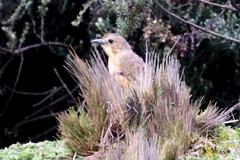 Grallaria quitensis