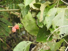 Opuntia dejecta