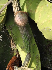 Selenicereus nelsonii