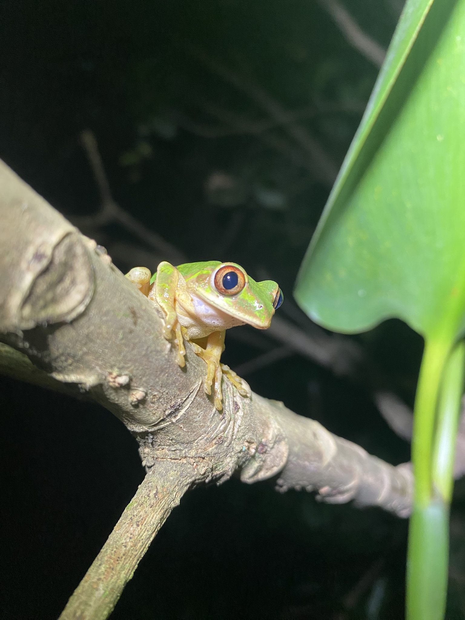 Leptopelis natalensis (Smith, 1849)