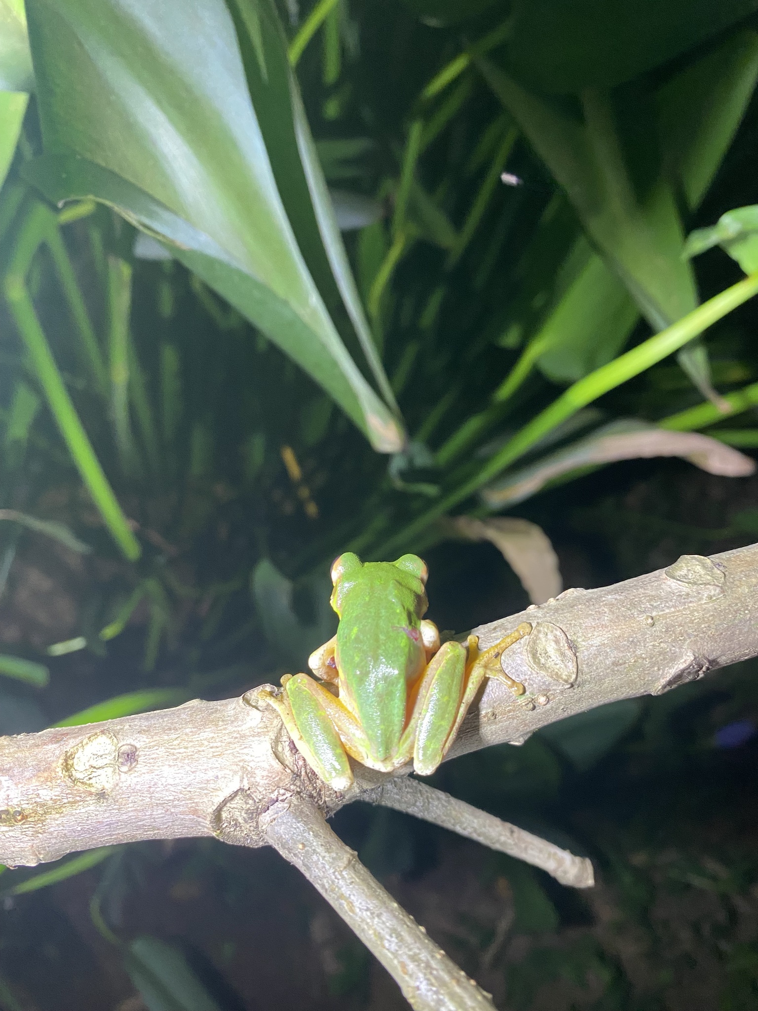 Leptopelis natalensis (Smith, 1849)