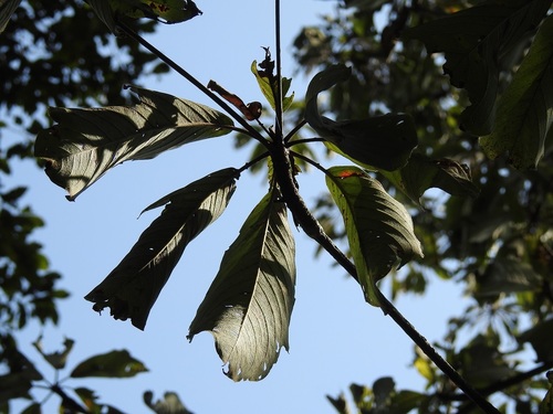 Terminalia macrostachya (Terminalia macrostachya)
