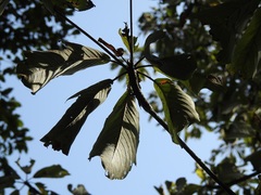 Terminalia macrostachya