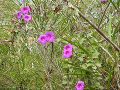 Ipomoea bernoulliana