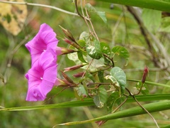 Ipomoea bernoulliana