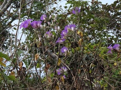 Ipomoea leucotricha