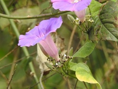 Ipomoea leucotricha
