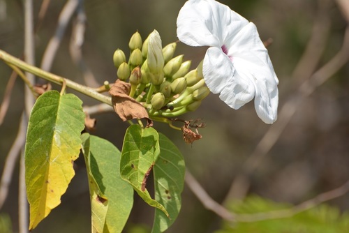 Ipomoea pauciflora