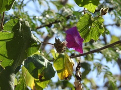 Ipomoea villifera