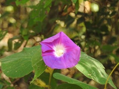 Ipomoea villifera