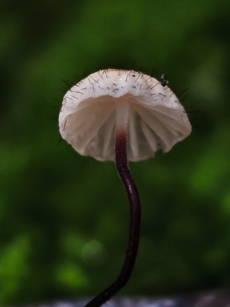 Marasmius hudsonii · January 2026 · photo: © jose_castro (iNaturalist, CC)