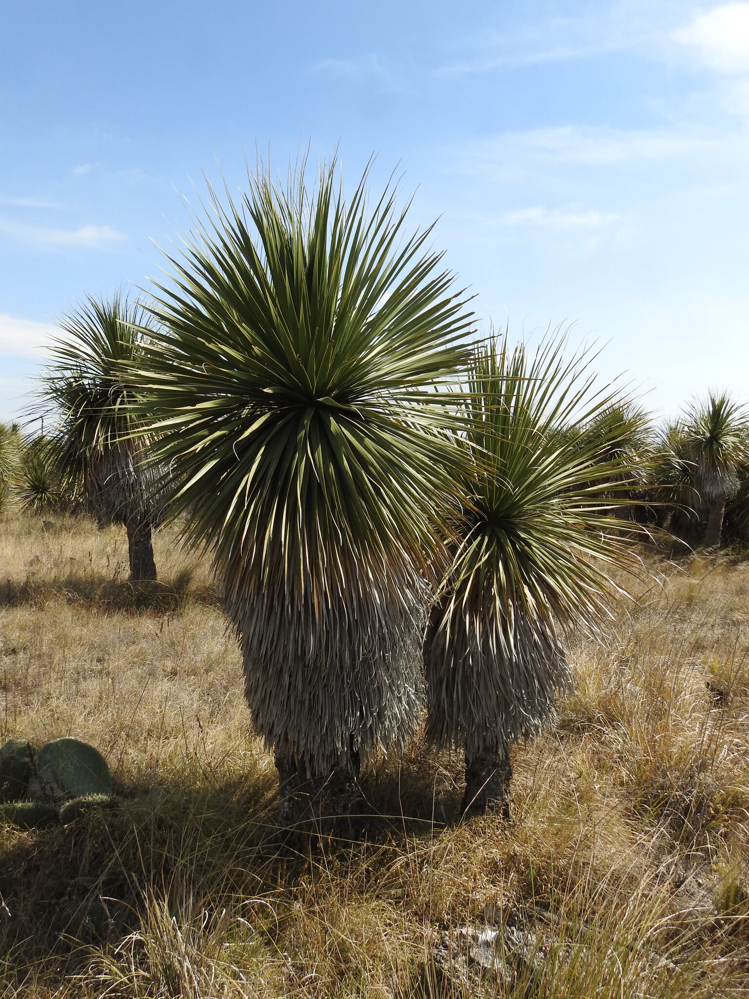 Ponytail palm