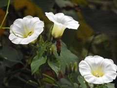 Ipomoea corymbosa