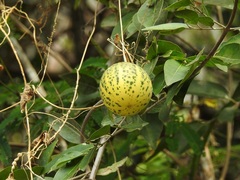 Polyclathra cucumerina