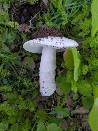 Amanita proxima — no rights reserved