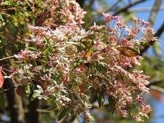 Euphorbia leucocephala