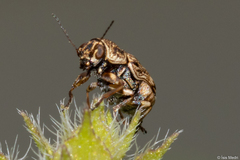 Coleoptera