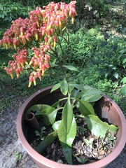Kalanchoe gastonis-bonnieri