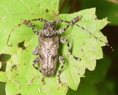 Aegomorphus modestus