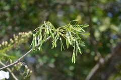 Gyrocarpus mocinoi